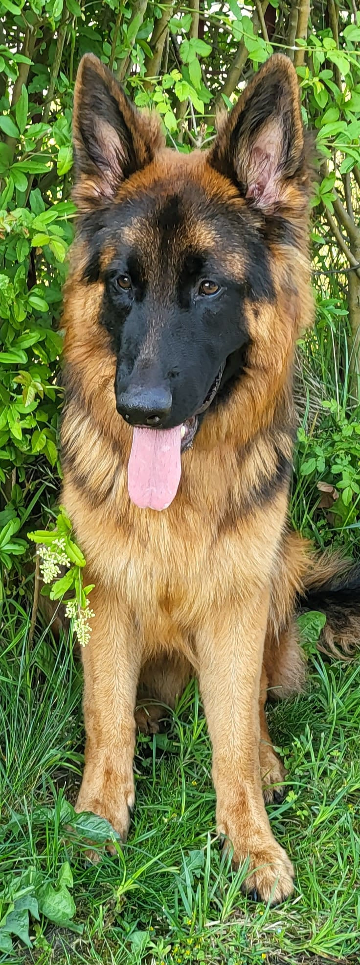 Langstockhaar-Schäferhund  (10 Monate)