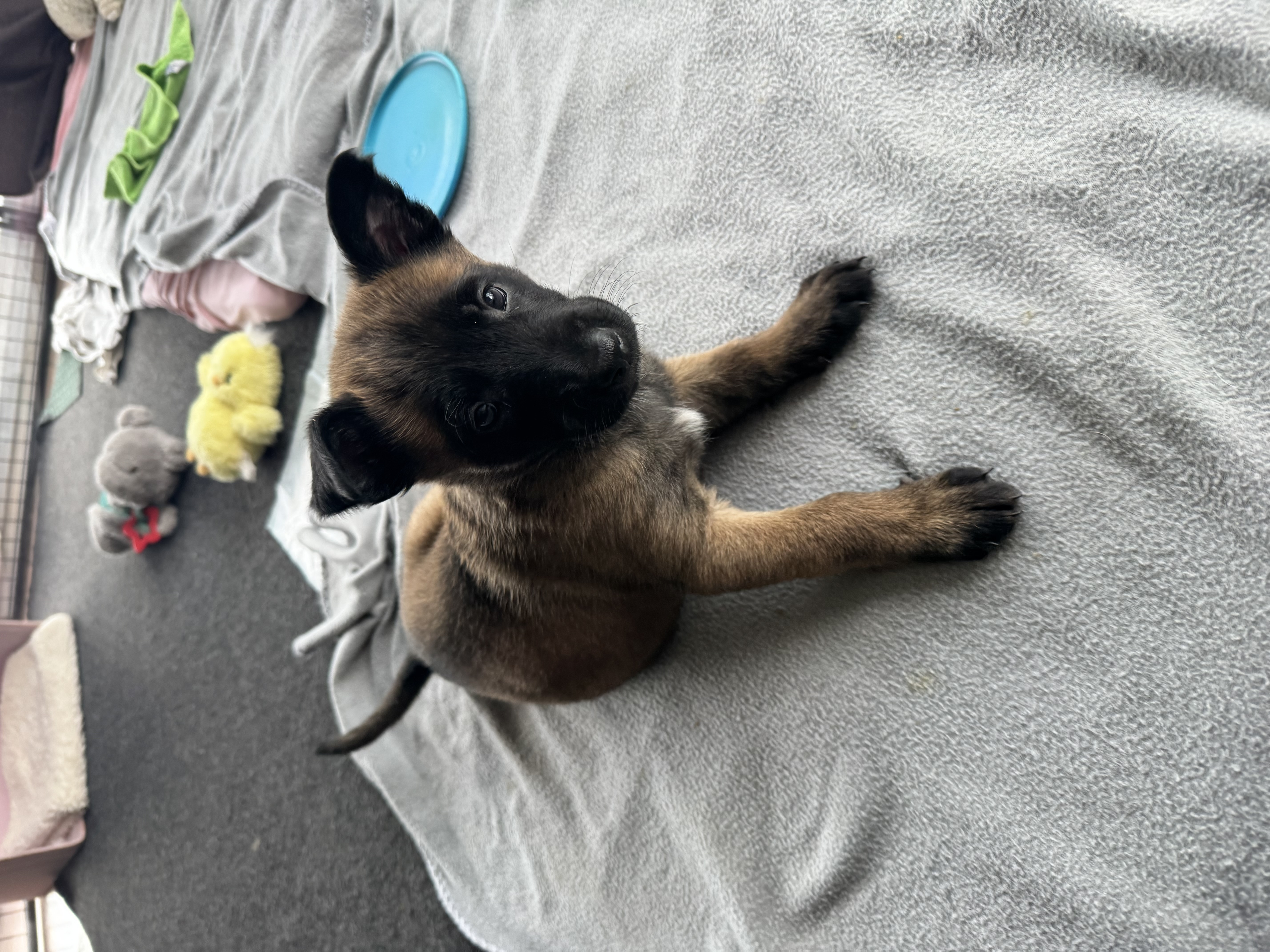 X-Herder Welpen