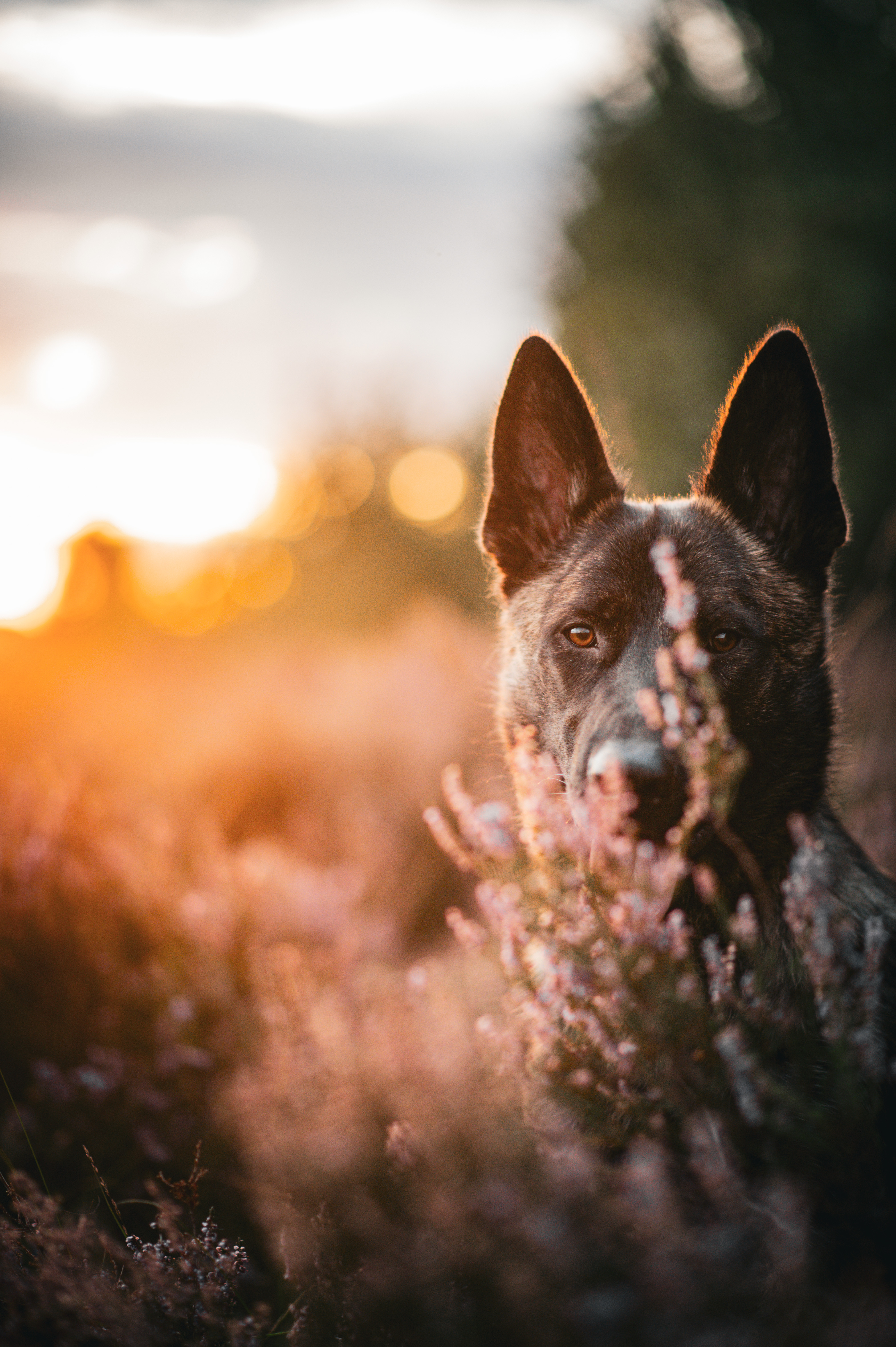 Hollandse Herder x Deutscher Sch&auml;ferhund ? au&szlig;ergew&ouml;hnlich arbeitsstarker Jungr&uuml;de, Diensthund-/Schutzhundpotenzial