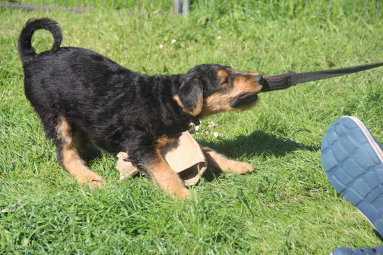 Airedale Welpen