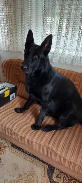 Schwarzer Schäferhund Rüde
