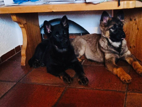 Deutsche Sch&auml;ferhundwelpen