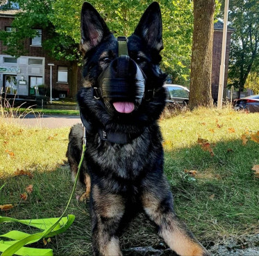Hunde gesucht f&uuml;r Bewachungs- und Dienstbereich auf Bundeswehrliegenschaften