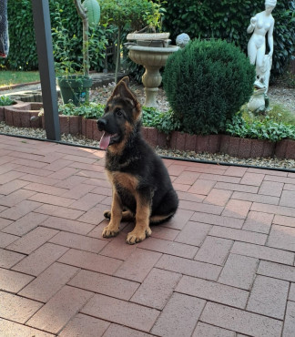 Sch&auml;ferhundwelpe-R&uuml;de 10 Wochen alt