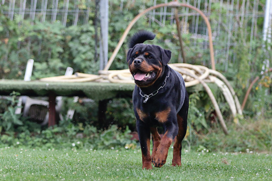 Junger Rottweiler R&uuml;de aus ADRK Leistungszucht