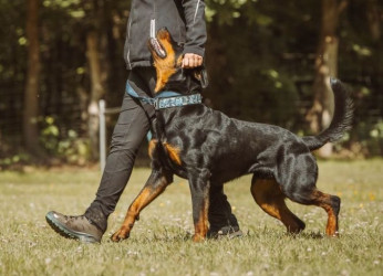 ADRK Rottweiler Rüde zweijährig 