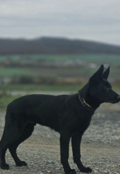 DSH Rüde