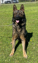 Deutscher Schäferhund Rüde grau 