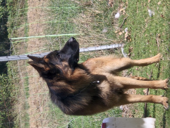Schäferhund für Wachschutz