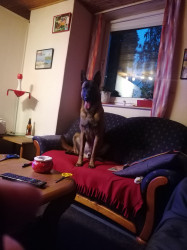 Belgischer Schäferhund 